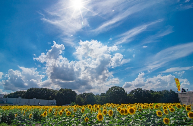 上三川町のひまわり畑
