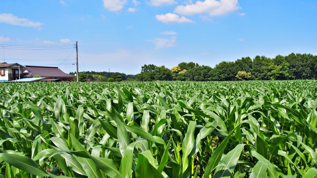 芳賀町のトウモロコシ畑